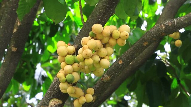 Ripe Lansium parasiticum on the branch. Commonly known as Langsat, Lanzones, Longkong in English, or Duku in Indonesian. Ready to harvest