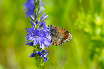 Small butterfly also known aricia allous sitting on Veronica flower plant with lots of tiny violet flowers on green bokeh