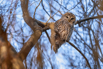 Barred Owl in the Trees During Winter in Oregon