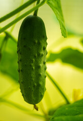 Green cucumber in the garden, vegetable harvest