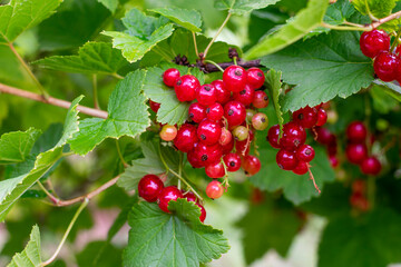 Branch with red currant berries on berry bush in garden. Summer season fruits on sunlight
