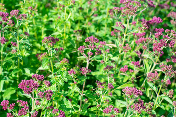 Obraz na płótnie Canvas Marjoram or oregano herb is growing on the field or garden. Sunlit blossoming seasoning plant with small many purple flowers. Food ingredient