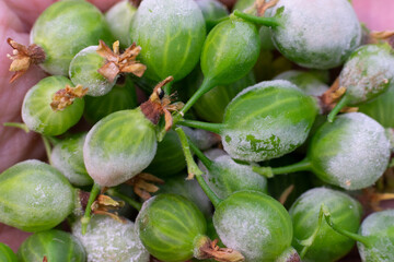 Many young unripe little gooseberry berries damaged by Powdery mildew fungi. White mold damaged harvest