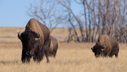 American Bison on the High Plains of Colorado In Winter