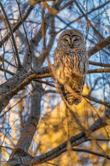 Barred Owl in the Trees During Winter in Oregon