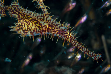 Obraz na płótnie Canvas Ornate ghost pipe fish close up