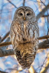 Barred Owl in the Trees During Winter in Oregon