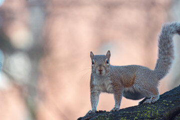 Close-up of a squirrel standing on a branch and looking in the camera. With copy-space.