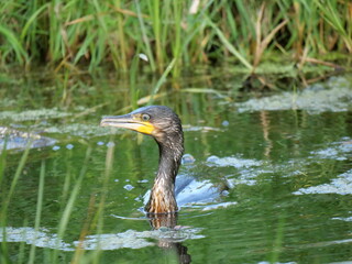 cormorant fishing in small water