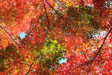 colorful maple leaves in autumn