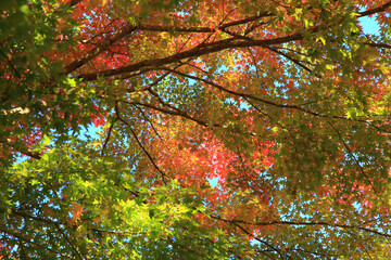 colorful maple leaves in autumn