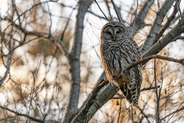 Barred Owl in the Trees During Winter in Oregon