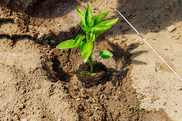 Planting sweet pepper seedlings in the ground. Ecology. Organic farming. Growing vegetables. Agriculture.