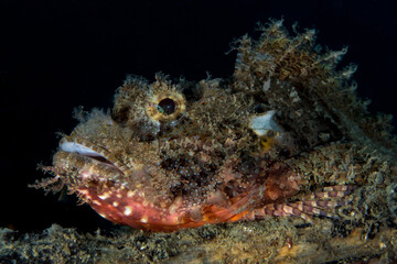 Fototapeta na wymiar Reef scorpion fish camouflaging with its environment