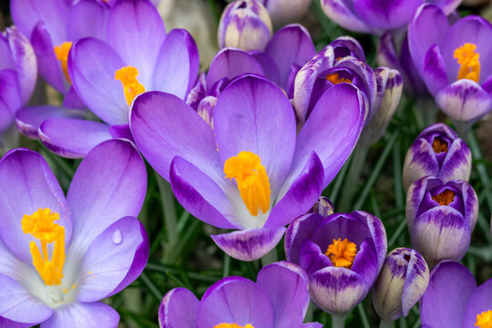 Crocus tommasiianus 'Pictus' a springtime flowering plant which has a purple flower during the spring season, stock photo image 
