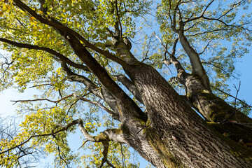 冬の青空と木々