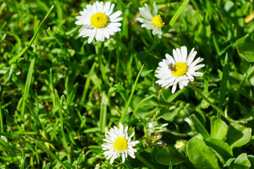daisies in the grass