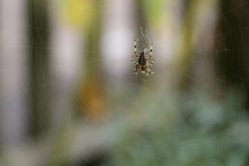 Close up of a false widow spinning an intricate web