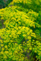 blooming dill in the garden