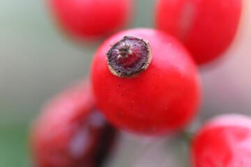Berries hanging from the bushes in winter