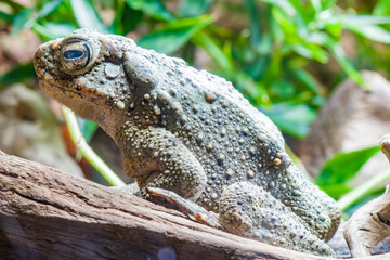 The giant river toad (Phrynoidis juxtasper)  is a species of toad in the family Bufonidae. It is found in Borneo and Sumatra below 1,600 m.