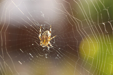 Close up of a false widow spinning an intricate web