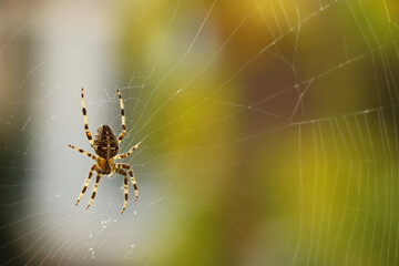 Close up of a false widow spinning an intricate web