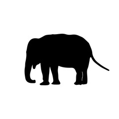 Elephant silhouettes black color on white background. Vector illustration.