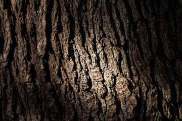 ヒマラヤスギの樹皮