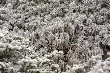信州、八ヶ岳、黒百合ヒュッテから天狗岳への登山道のシャクナゲ石楠花。霧氷、樹氷。
