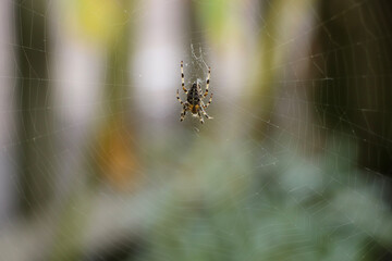 Close up of a false widow spinning an intricate web