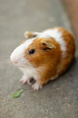 Hamster on ground