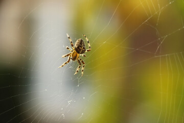 Close up of a false widow spinning an intricate web