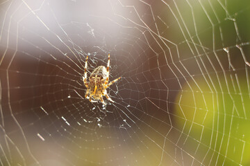 Close up of a false widow spinning an intricate web