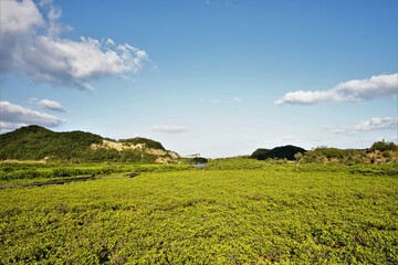 Lush green mangroves in tropical coastal swamp in Tanegashima island, Kagoshima, Japan - 鹿児島 種子島 マングローブパーク
