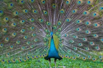 Obraz premium Peacock showing all feathers