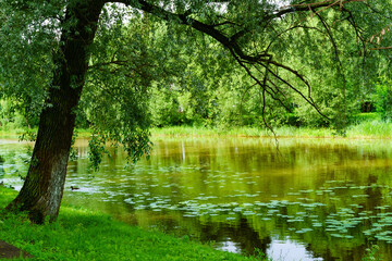 Summer landscape with green trees.