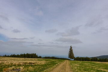 Fototapeta na wymiar sinle pine tree on the path at a alm