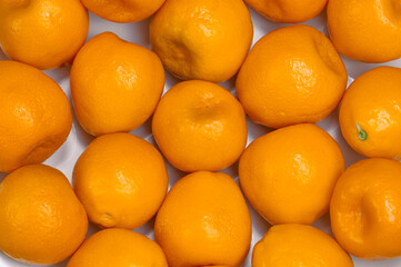 収穫したキンカン