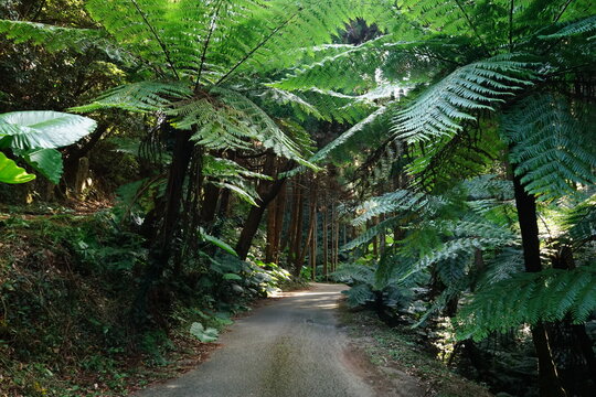Flock of Cyathea spinulosa in Tanegashima island, Kagoshima, Japan - 日本 種子島 ヘゴ自生群落 