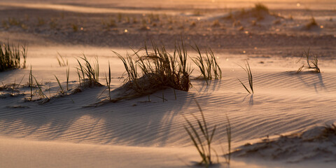 detail of marine grass on dunes at the north sea on ameland, netherlands