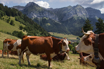 Fototapeta na wymiar panorama of a beautiful mountain scene in the french alps near lake annecy, haute-savoie with cows on a sloping meadow and mountains and dramatic sky in the background