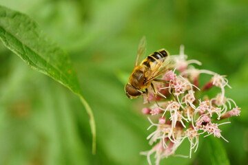 Macro photography of bee on hemp agrimony with copy space