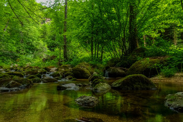 beautiful green nature with water and reflection from the plants and trees