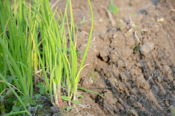 bunch the ripe green onion plant seedlings in the farm.