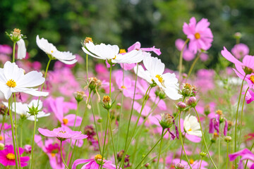 Colorful Flowers - Cosmos Flowers