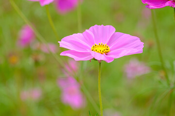 Colorful Flowers - Cosmos Flowers