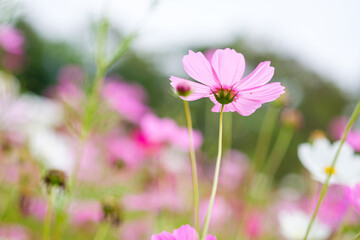 Colorful Flowers - Cosmos Flowers