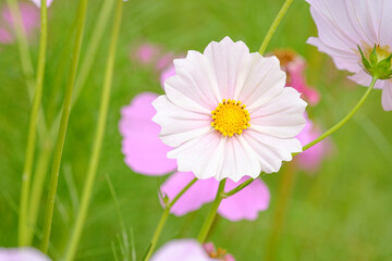 Colorful Flowers - Cosmos Flowers