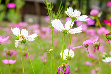 Colorful Flowers - Cosmos Flowers